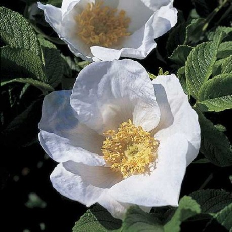 Rosa rugosa f.alba - Rosaceae - Rosier