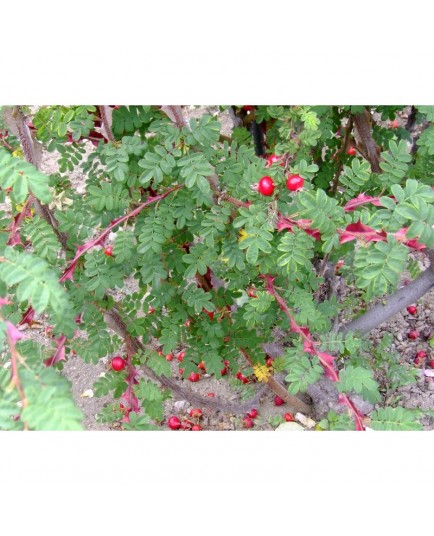 Rosa sericea f. pteracantha - Rosaceae - Rosier soyeux