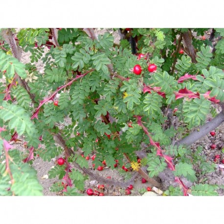 Rosa sericea f. pteracantha - Rosaceae - Rosier soyeux