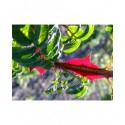 Rosa sericea f. pteracantha - Rosaceae - Rosier soyeux