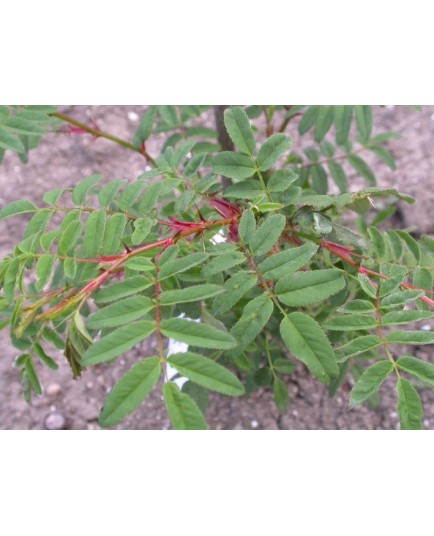 Rosa sericea subsp. omeiensis - Rosaceae - rosier