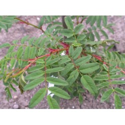 Rosa sericea subsp. omeiensis - Rosaceae - rosier