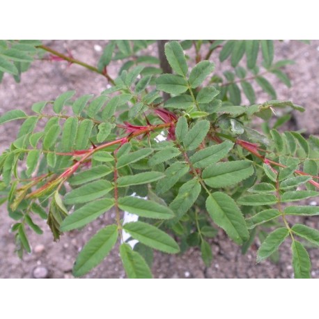 Rosa sericea subsp. omeiensis - Rosaceae - rosier