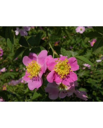 Rosa sherardii - Rosaceae - Rosier