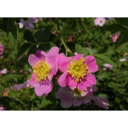 Rosa sherardii - Rosaceae - Rosier