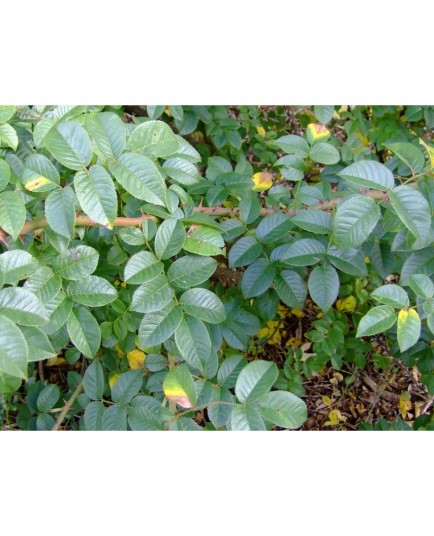 Rosa souliena - Rosaceae - Rosier