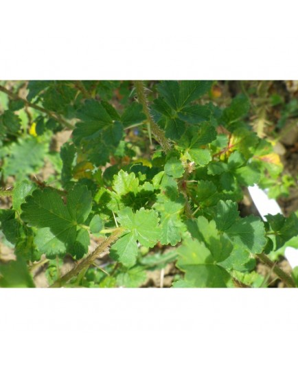 Rosa stellata var. mirifica - Rosaceae - rosier