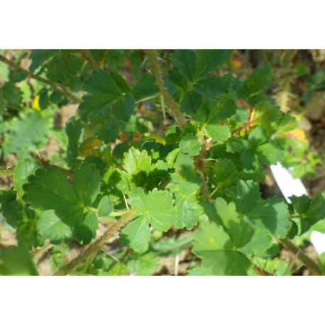 Rosa stellata var. mirifica - Rosaceae - rosier