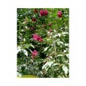 Rosa sweginzowii - Rosaceae - rosier