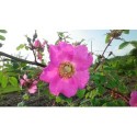 Rosa sweginzowii - Rosaceae - rosier