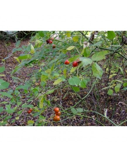 Rosa tomentosa - Rosaceae - Rosier tomentueux