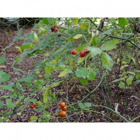 Rosa tomentosa - Rosaceae - Rosier tomentueux