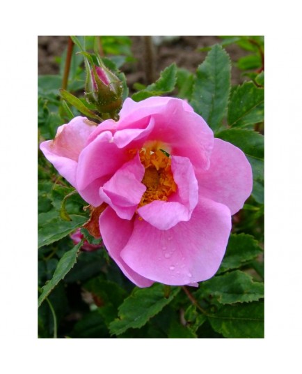 Rosa virginiana f.plena - Rosaceae - Rosier