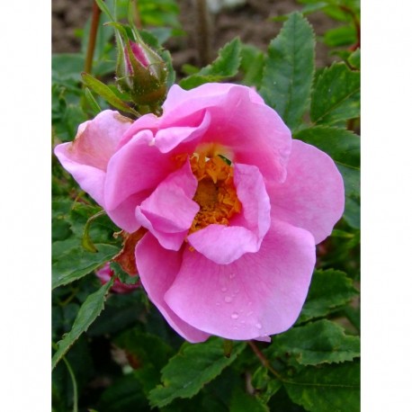 Rosa virginiana f.plena - Rosaceae - Rosier
