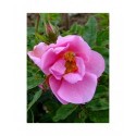 Rosa virginiana f.plena - Rosaceae - Rosier