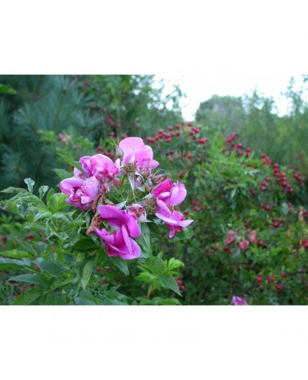 Rosa virginiana - Rosaceae - Rosier