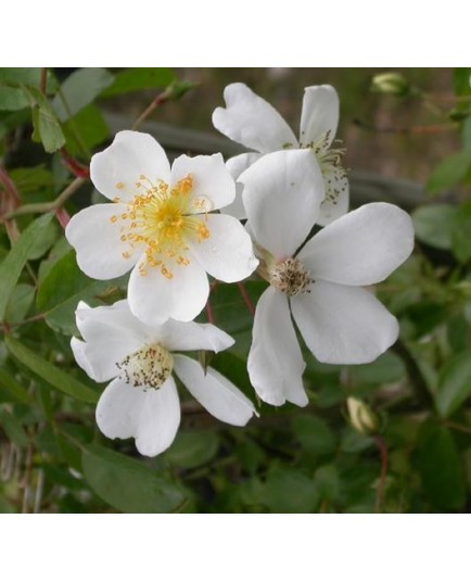 Rosa wichuraiana - Rosaceae - Rosier botanique