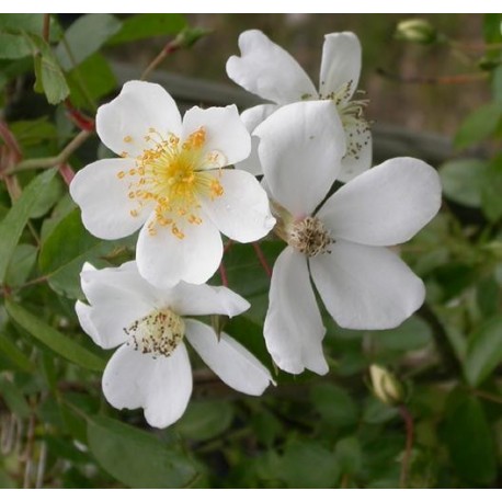 Rosa wichuraiana - Rosaceae - Rosier botanique