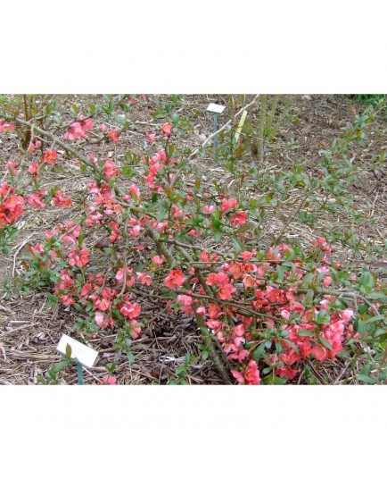 Chaenomeles speciosa 'Eximia' - Cognassier à fleurs