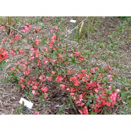 Chaenomeles speciosa 'Eximia' - Cognassier à fleurs