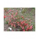 Chaenomeles speciosa 'Eximia' - Cognassier à fleurs