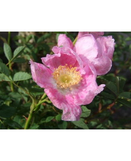 Rosa woodsii var. fendleri - Rosaceae - Rosier