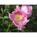Rosa woodsii var. fendleri - Rosaceae - Rosier