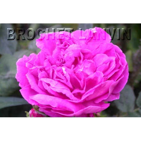 Rosa centifolia f.muscosa' - Rosaceae - rosier