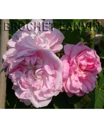 Rosa x damascena - Rosaceae - rosier