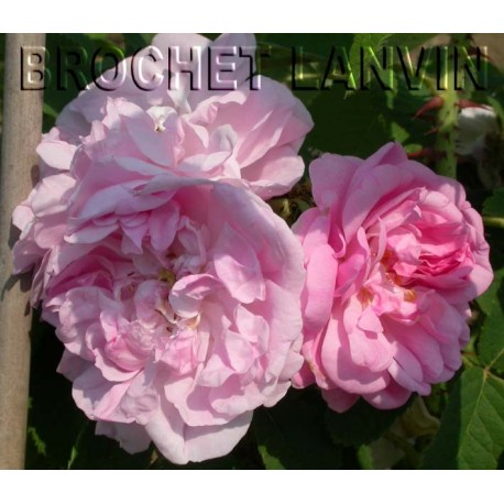 Rosa x damascena - Rosaceae - rosier