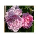 Rosa x damascena - Rosaceae - rosier
