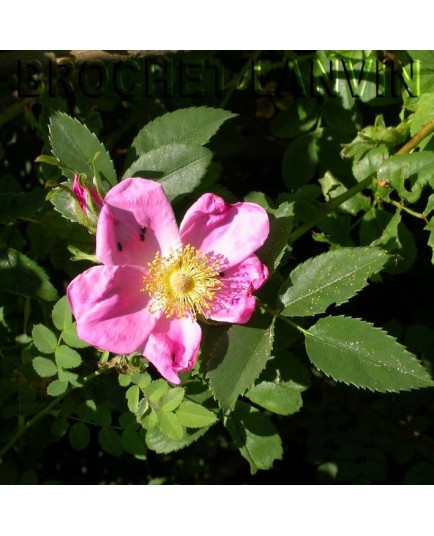 Rosa x mariaegraebnerae 'Drummer Girl' - Rosaceae - rosier