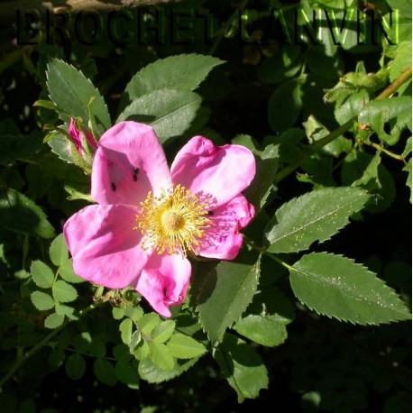 Rosa x mariaegraebnerae 'Drummer Girl' - Rosaceae - rosier