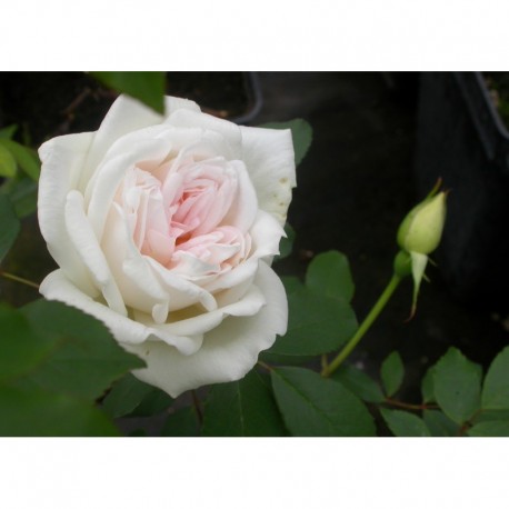 Rosa x odorata - Rosaceae - rosier