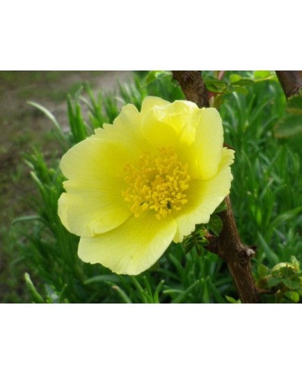 Rosa xanthina - Rosaceae - Rosier botanique