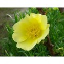 Rosa xanthina - Rosaceae - Rosier botanique