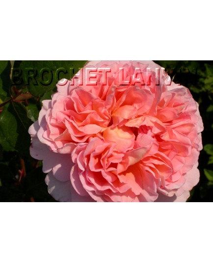 Rosa 'Abraham Darby' - Rosaceae - Rosier