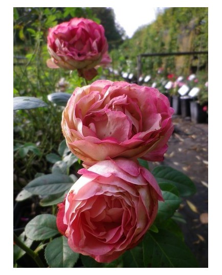 Rosa 'Acropolis' - Rosaceae - Rose, Rosier nain à bouquet,