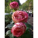 Rosa 'Acropolis' - Rosaceae - Rose, Rosier nain à bouquet,