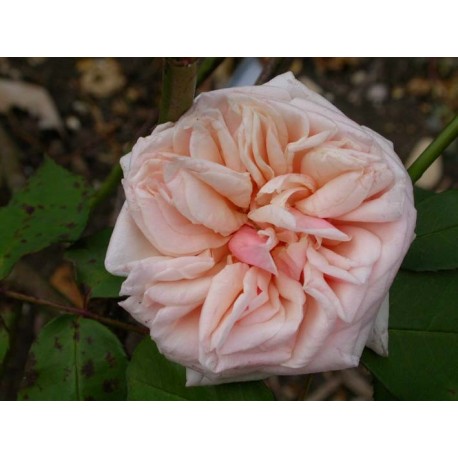 Rosa 'Adam' - Rosaceae - Rosier