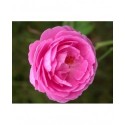 Rosa 'Adam Messerich' - Rosaceae - Rosier