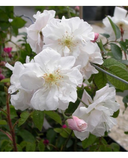 Rosa 'Adelaide d'Orléans' - Rosaceae - Rosier grimpant