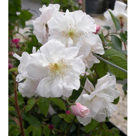 Rosa 'Adelaide d'Orléans' - Rosaceae - Rosier grimpant