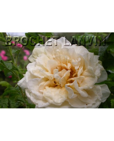 Rosa 'Agnes' - Rosaceae - Rosier