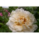 Rosa 'Agnes' - Rosaceae - Rosier