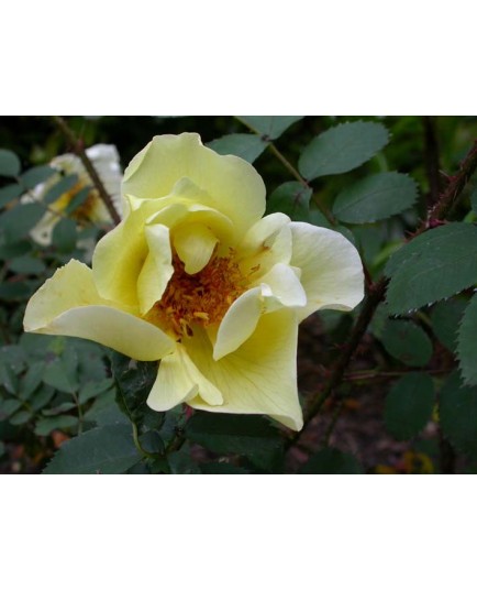 Rosa 'Aicha' - Rosaceae - Rosier