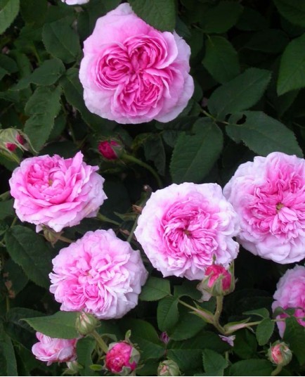 Rosa 'Aimable Amie' - Rosaceae - Rosier