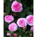 Rosa 'Aimable Amie' - Rosaceae - Rosier