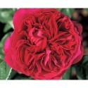 Rosa 'Alain Souchon' - Rosaceae - Rosier nain