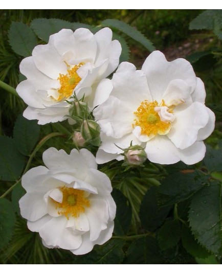 Rosa 'Alba semi plena' - Rosaceae - Rosier